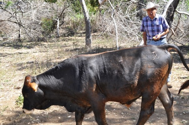 Becerro marcado Jorge Ricardo Cordero (JRC) de regreso al corral